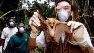 murciélagos-salvajes-virus-610x343