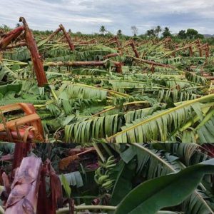 VIENTOS-DE-TORMENTA-ISAÍAS-CAUSARON-DAÑOS-MILLONARIOS-A-PRODUCCIÓN-AGRÍCOLA-EN-PARTE-OESTE-DE-PUERTO-PLATA-696x696 (1)