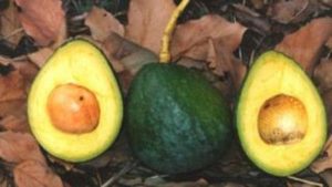 aguacate-carla-dominicana-1-768x432