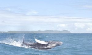 2c46ad87-tercera-temporada-de-observacion-de-ballena-jorobadas-2022-rompe-record-de-visitas-en-bahia-de-samana-2-6209bc0b3eb73-640x384