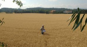 CAMPO-DE-TRIGO (1)