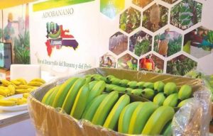 banano-joaquín-caraballo-af02f3c0-focus-0-0-895-573