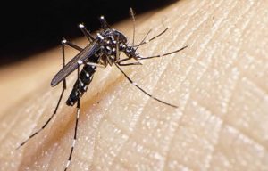 dengue-mosquito-ab81de3d-focus-0-0-895-573