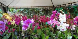 orquideas