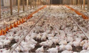 Pollos-en-granja