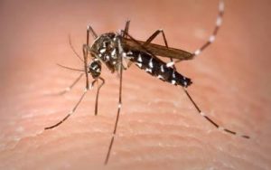 2-dengue-4f6c0829-focus-0-0-895-573 (1)