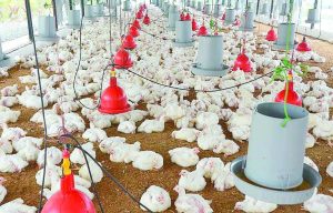 pollos-7cb19e1e-focus-0-0-895-573