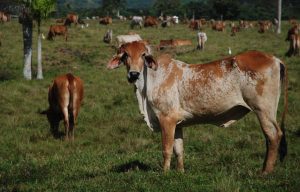 vacas-ganaderia-ganado-771633-5b212aed-focus-min0.01-0.28-895-573