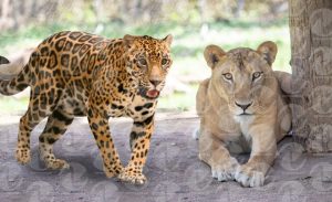 Jaguar-y-leona-1140x694