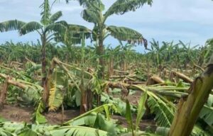 crop-w1008-h672-platanos-952f4ec2-focus-0-0-895-573