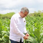 Tabaco dominicano llega a 148 países informó Intabaco