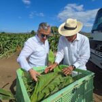 RD cuenta con 29 zonas tabacaleras en 15 provincias, según Intabaco