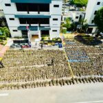 DNCD INTERVIENE EN SAN JOSÉ DE OCOA OTRA GRAN SIEMBRA DE MARIHUANA QUE SUPERA LAS 15,000 PLANTAS